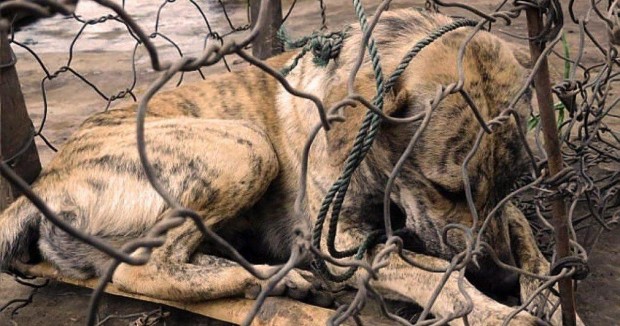 En Indonésie, des chiens subissent des tortures moyenâgeuses pour leur viande